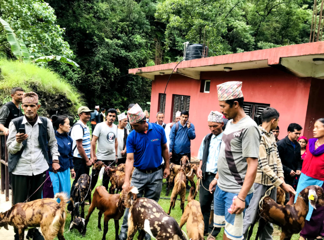 त्रिवेणी गाउँपालिकाद्वारा कृषकहरूलाई ५०% अनुदानमा उन्नत जातका बाख्रा वितरण